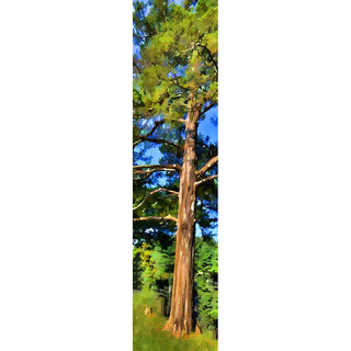 An old cedar tree.  Cedar2 by Alison Thomas of Serenity Scenes Photography and Digital Art.