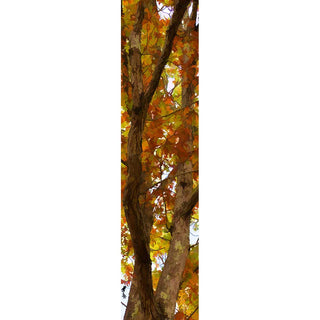 A tree ready for climbing in fall color.  Climbing Tree by Alison Thomas of Serenity Scenes Photography and Digital Art.