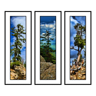 One tree from the Smoky Mountains - Sky Tree bracketed by two from Beartooth Highway in Wyoming - Standing Tall, and Twisted.