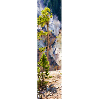 A conifer tree against the varied shades of Yellowstone Canyon in Yellowstone National Park.  Edge Tree by Alison Thomas of Serenity Scenes Photography and Digital Art.