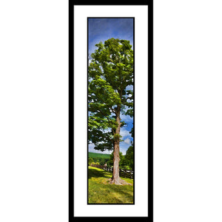 Excellent Tree - Vertical Panorama