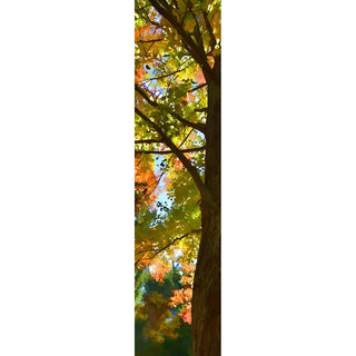 Warm weather created this image of a tree with both green and orange leaves. Fall Splash by Alison Thomas of SerenityScenes Photography and Digital Art.