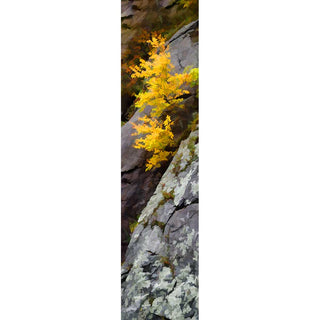 Capture the beauty of fall with this stunning, vertical panorama featuring a golden yellow tree growing in the rocks. Perfect for any wall, the vivid colors and intricate detailing will add a unique touch to your home or office.   Fall Begins by Alison Thomas of Serenity Scenes Photography and Digital Art.
