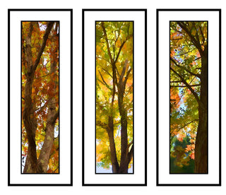 Climbing Tree, Season Change, and Fall Splash in a grouping of closeup trees in fall color.  Fall Closeup Grouping by Alison Thomas of Serenity Scenes Photography and Digital Art.