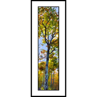 A tree turning to fall against a cloudy blue sky.  "Fall Clouds" by Alison Thomas of Serenity Scenes Photography and Digital Art.