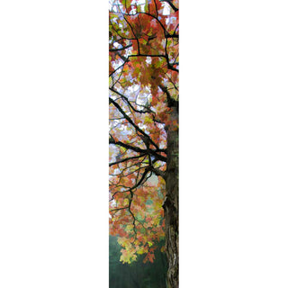 Capture the beauty of fall with this stunning vertical panorama of vibrant fall Dogwood colors. Enjoy vibrant hues as you bring the season into your home. Perfect for any wall, this picture will add a splash of color to any space.  Fall Dogwood by Alison Thomas of Serenity Scenes Photography and Digital Art.