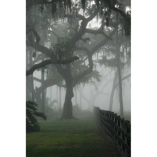 A fence leading into the fog with trees.  Fence in the Fog by Alison Thomas of Serenity Scenes Photography and Digital Art.