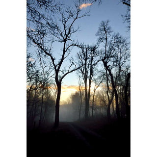 Trees in the sunrise with a low fog layer.  Fog at Sunrise by Alison Thomas of Serenity Scenes Photography and Digital Art.