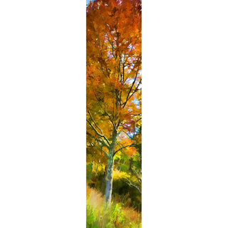 A tree with orange leaves in the forest.  "Forest Orange" by Alison Thomas of Serenity Scenes Photography and Digital Art.