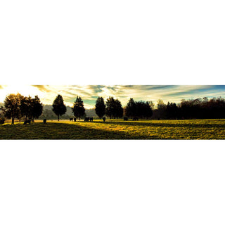 Grazing Cows in a field on a sunny day.  "Grazing Cows" by Alison Thomas of Serenity Scenes Photography and Digital Art.