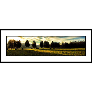 Grazing Cows in a field on a sunny day.  "Grazing Cows" by Alison Thomas of Serenity Scenes Photography and Digital Art.