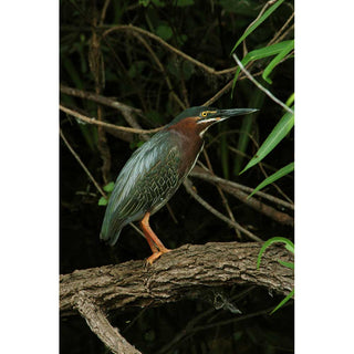 A green heron in the Everglades.  Green Heron by Alison Thomas of Serenity Scenes Photography and Digital Art.