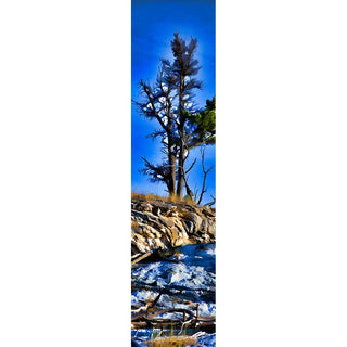 A tree at the top of Mammoth Hot Springs in Yellowstone National Park.  Hot Spring Tree by Alison Thomas of Serenity Scenes Photography and Digital Art.