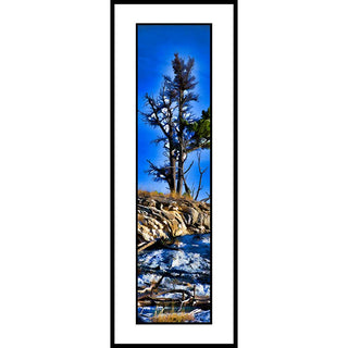 A tree at the top of Mammoth Hot Springs in Yellowstone National Park.  Hot Spring Tree by Alison Thomas of Serenity Scenes Photography and Digital Art.