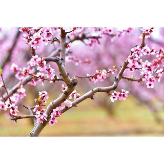Peach Blossoms