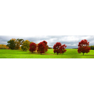 A field of green and red trees with a stormy sky.  Red and Green by Alison Thomas of Serenity Scenes Photography and Digital Art.