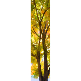 A tree in between summer and fall.  Season Change by Alison Thomas of Serenity Scenes Photography and Digital Art.