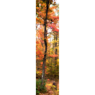A tall, narrow vertical image depicting an autumn forest with trees in vivid orange, red, yellow, and green foliage.  Skinny Orange by Alison Thomas of Serenity Scenes Photography and Digital Art.