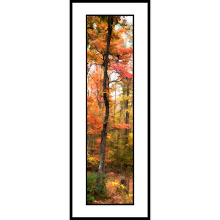 A tall, narrow vertical image depicting an autumn forest with trees in vivid orange, red, yellow, and green foliage.  Skinny Orange by Alison Thomas of Serenity Scenes Photography and Digital Art.
