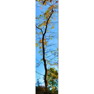 Tall thin tree with sparse yellow leaves against a bright blue sky.  Slim by Alison Thomas of Serenity Scenes Photography and Digital Art.