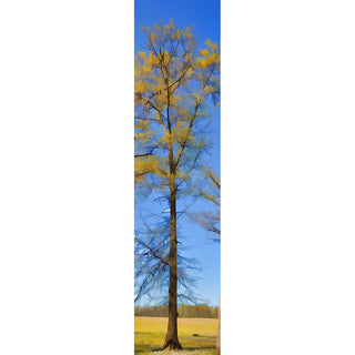 Spring Growth - Vertical Panorama