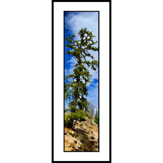 A tall conifer off of Beartooth Hwy. in Wyoming.  Standing Tall by Alison Thomas of Serenity Scenes Photography and Digital Art.