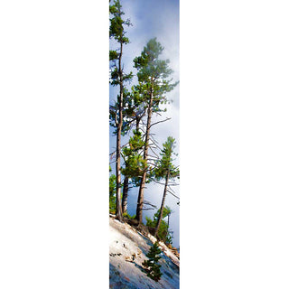 Trees on the side of Mammoth Hot Springs in Yellowstone National Park. Steam, not fog, surrounds them.   Steam Trees by Alison Thomas of Serenity Scenes Photography and Digital Art.