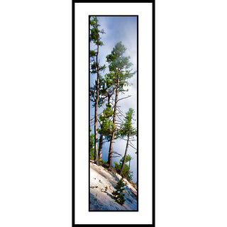 Trees on the side of Mammoth Hot Springs in Yellowstone National Park. Steam, not fog, surrounds them.   Steam Trees by Alison Thomas of Serenity Scenes Photography and Digital Art.