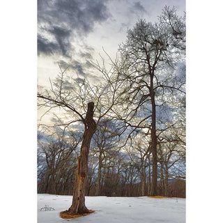 Bare trees on snow with a storm coming in.  "Stormy Weather" by Alison Thomas of Serenity Scenes Photography and Digital Art.