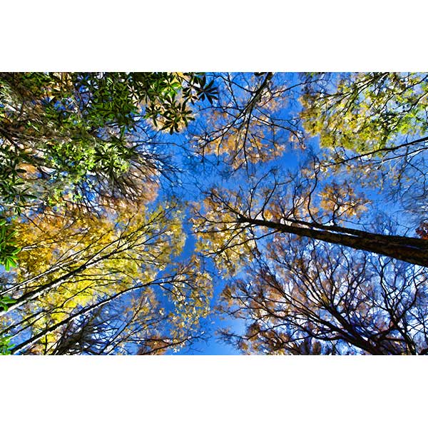Tree Tops – Serenity Scenes Photography and Digital Art