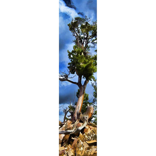 A conifer off of Beartooth Hwy. in Wyoming twisted by the wind.  Twisted by Alison Thomas of Serenity Scenes Photography and Digital Art.
