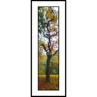 A tree with dark branches and autumn foliage in green, yellow, orange, and brown tones.  Twisted Branches by Alison Thomas of Serenity Scenes Photography and Digital Art.