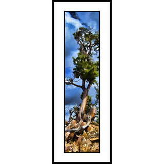 A conifer off of Beartooth Hwy. in Wyoming twisted by the wind.  Twisted by Alison Thomas of Serenity Scenes Photography and Digital Art.