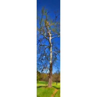 White Bark - Vertical Panorama