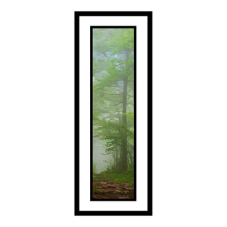 Sometimes the mist on the mountain is a low-hanging cloud, carrying rain to the valley below. A green tree on the side of a woodland path is haloed in such a fog, bits of blue sky peeking through its uppermost branches. A Walk in the Fog by Alison Thomas of Serenity Scenes Photography and Digital Art.