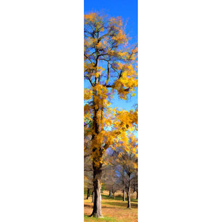 It's the end of autumn, and all the trees in the field have lost their leaves but one. A brilliant blue sky makes the yellow leaves that still cling to the tree even brighter. Blue Sky Yellow by Alison Thomas of Serenity Scenes Photography and Digital Art.