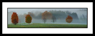 Trees emerge from white fog where a fenced-in field meets the forest, some bare, others arrayed in full autumn foliage, bursting with orange, green, and red. The fog weaves through the forest, veiling some trees in a thin mist, and masking others completely.  Fall Fog by Alison Thomas of Serenity Scenes Photography and Digital Art.