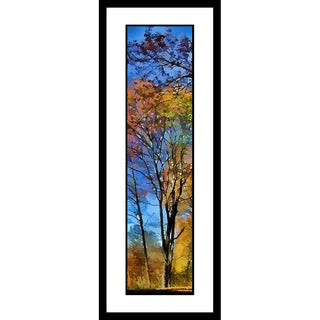 A dark tree trunks flourishes with autumn color against a bright blue sky with a tinge of winter in the air. Fall Forest by Alison Thomas of Serenity Scenes Photography and Digital Art.