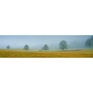 Five bare trees stand in a field of yellow crossed with a white fence. Fog obscures the distance in a gray haze, so the trees appear completely alone.  Misty Morning by Alison Thomas of Serenity Scenes Photography and Digital Art.