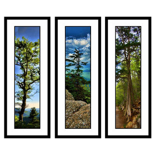 Spring in the Mountains, Sky Tree, and Tenacious. A series of different mountain trees. in the Mountain Trees grouping by Alison Thomas of Serenity Scenes Photography and Digital Art.