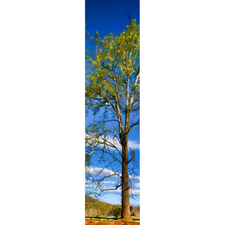 A tree just beginning to leagf out for spring with blue sky and white clouds.  New Green by Alison Thomas of Serenity Scenes Photography and Digital Art.