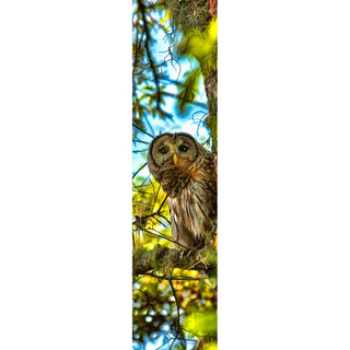 A barred owl perches in a tree draped with Spanish moss, staring out. It grips its branch with long talons. Stray leaves and moss frame the scene. My husband spotted the owl.  He's good at that.  Peeking by Alison Thomas of Serenity Scenes Photography and Digital Art.