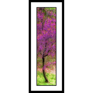 A vibrant redbud tree flourishes in the woods, its branches full with fuchsia blossoms and tipped with clusters of small green leaves. Redbud Spring by Alison Thomas of Serenity Scenes Photography and Digital Art.