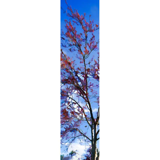 A red flowering tree against a blue sky and white clouds.  Sky Red by Alison Thomas of Serenity Scenes Photography and Digital Art.
