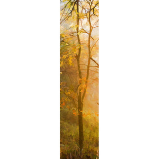 The sunlight through the fog on a yellow fall tree. Sunlight in Yellow by Alison Thomas of Serenity Scenes Photography and Digital Art.
