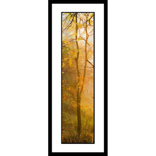 The sunlight through the fog on a yellow fall tree. Sunlight in Yellow by Alison Thomas of Serenity Scenes Photography and Digital Art.