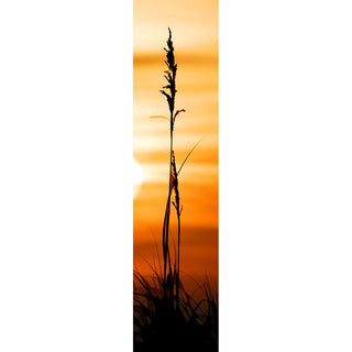 A single sea oat looms as if giant, a black silhouette against the orange and yellow stripes of sunrise. A slice of the white-hot sun peeks in on one side, its light catching on one cluster of seeds. Sunlight on Grass by by Alison Thomas of Serenity Scenes Photography and Digital Art