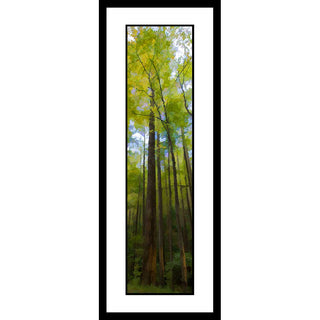 Thin trees reach up, tall and straight, blocking out most of the bright blue sky. The leaves sprouting on their high branches are the soft yellow-green of early spring. Tall Green by Alison Thomas of Serenity Scenes Photography and Digital Art.