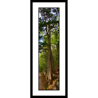 An old evergreen's roots cling to the side of a path. It's straight, tall trunk, scored with age, disappears above our line of sight. Tenacious by Alison Thomas of Serenity Scenes Photography and Digital Art