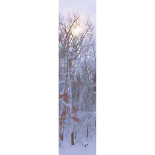 The woods are all in white from a heavy snow. The sun is shining through the trees. White Woods by Alison Thomas of Serenity Scenes Photography and Digital Art.
